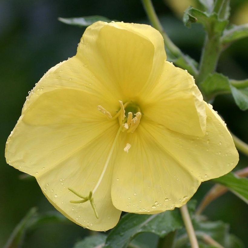 Oenothera glazioviana - Onagra (Floración)