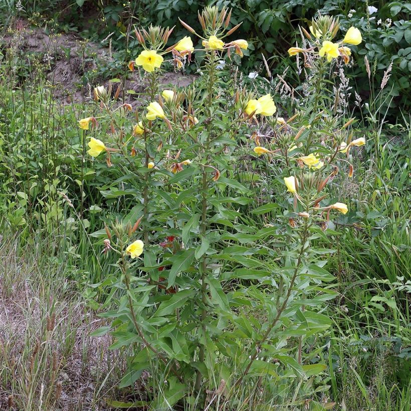 Oenothera glazioviana - Onagra (Porte)