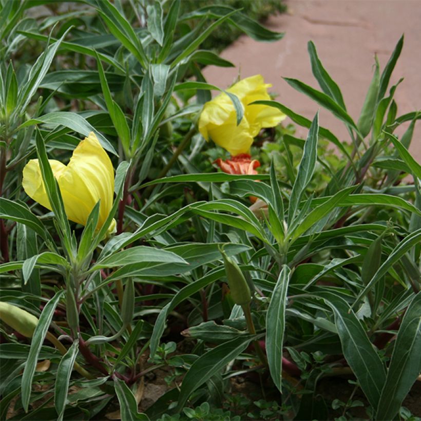 Oenothera missouriensis - Onagra (Follaje)