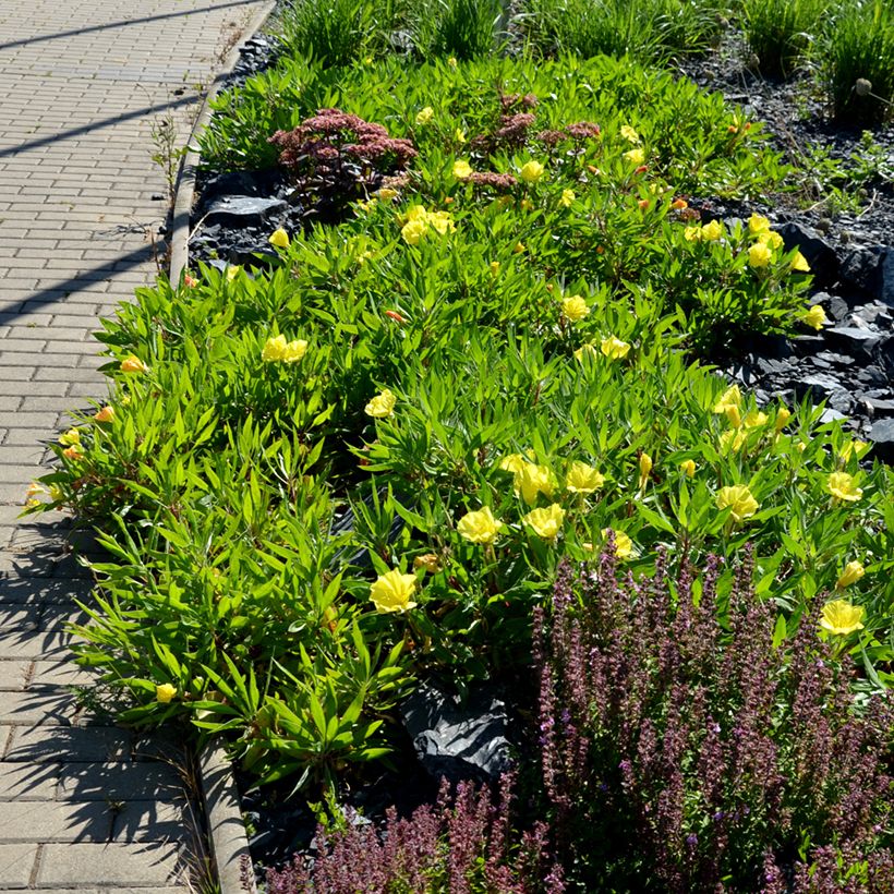 Oenothera missouriensis - Onagra (Porte)