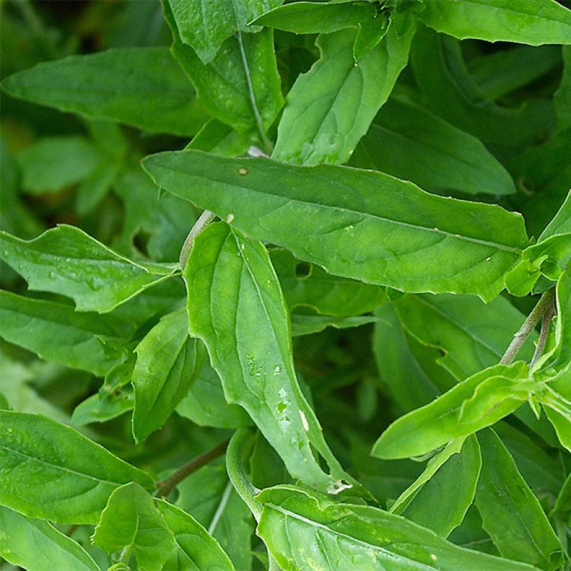 Oenothera speciosa - Onagra (Follaje)