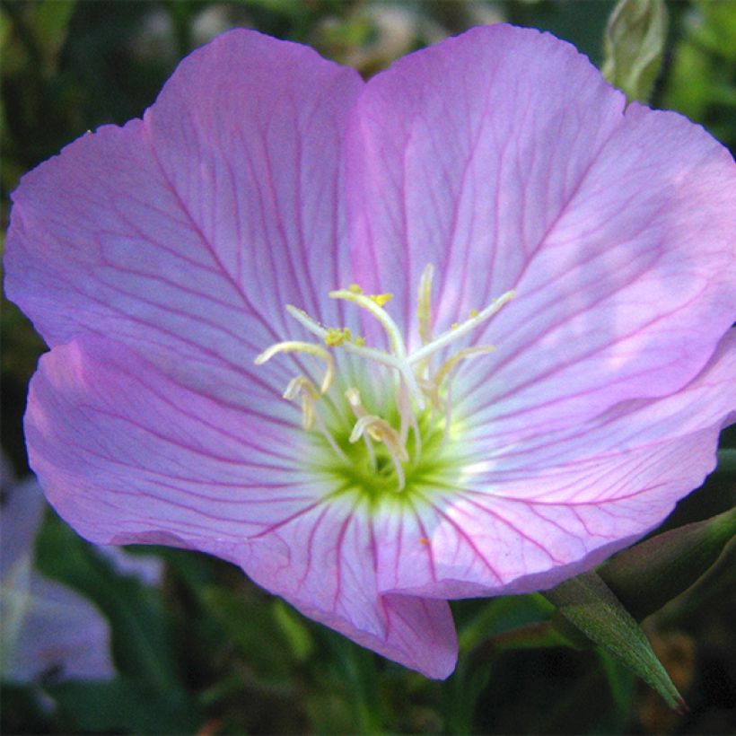 Oenothera speciosa - Onagra (Floración)