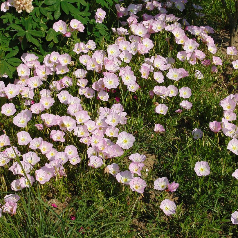 Oenothera speciosa - Onagra (Porte)