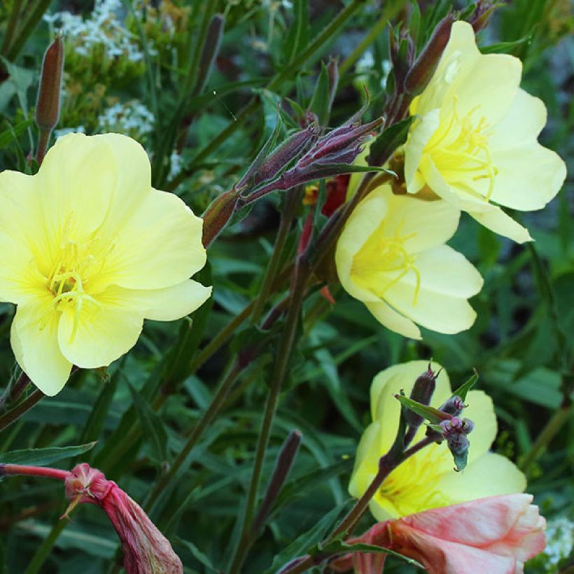 Oenothera stricta Sulphurea - Onagra (Floración)