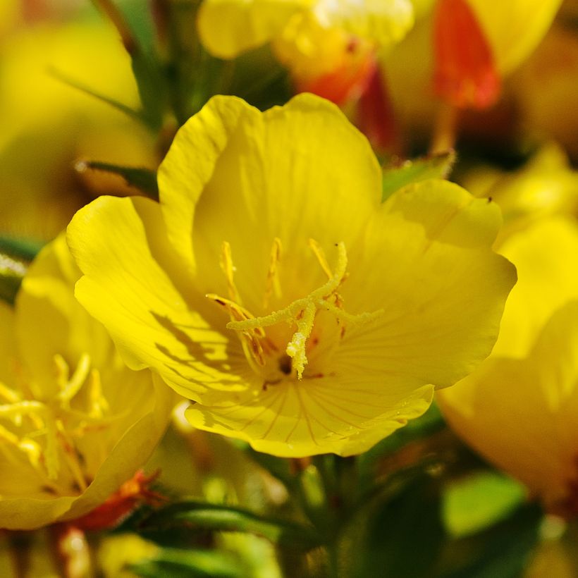 Oenothera Pénélope Hobhouse - Onagra (Floración)