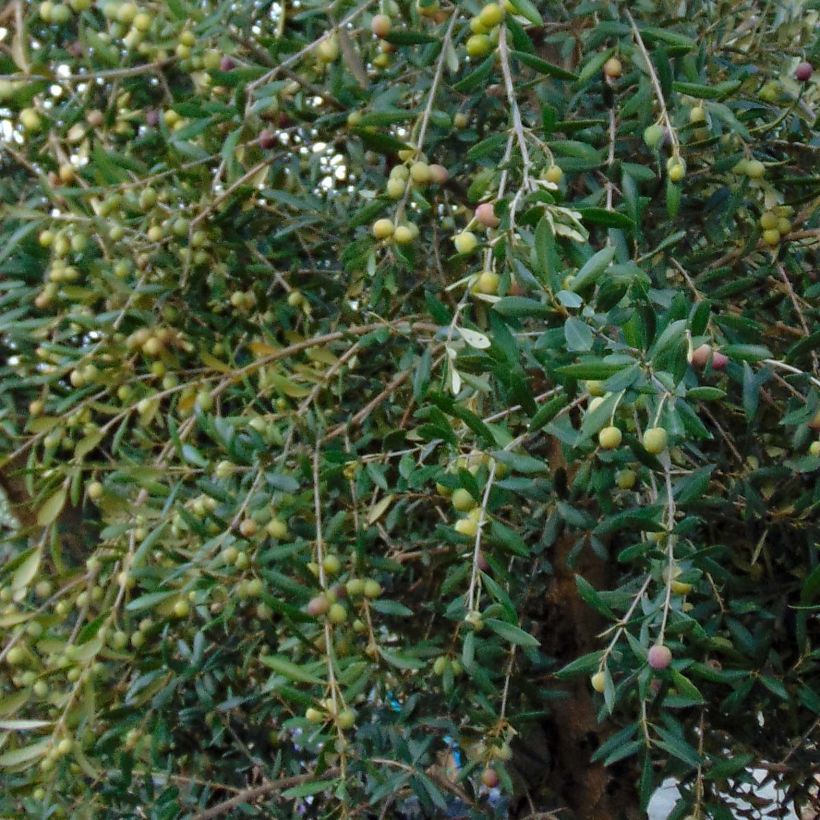 Olivo - Olea europaea (Follaje)