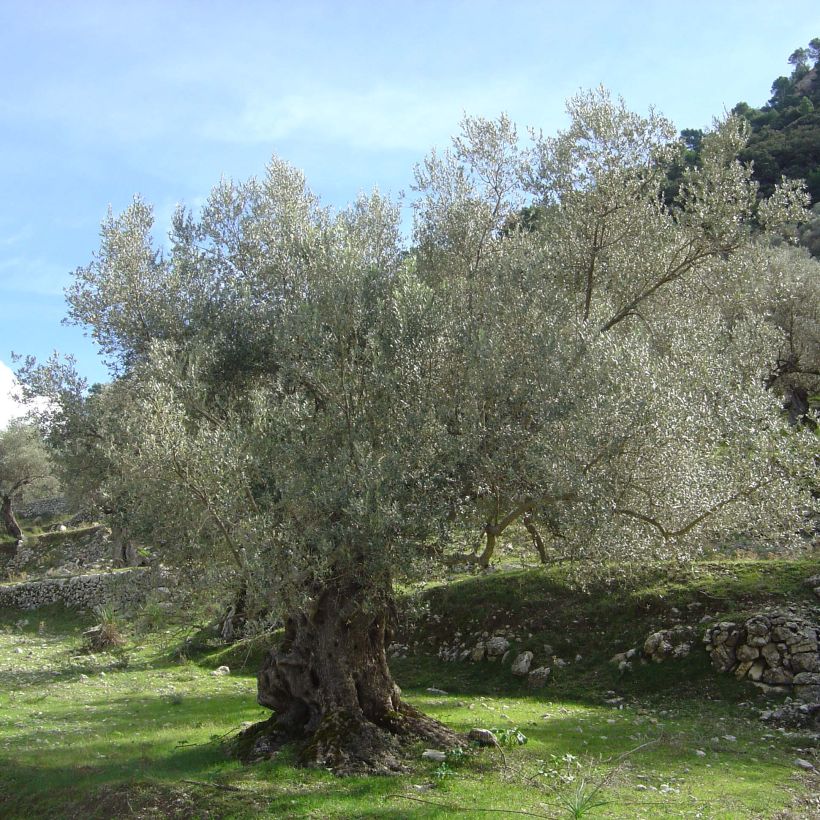 Olivo - Olea europaea (Porte)