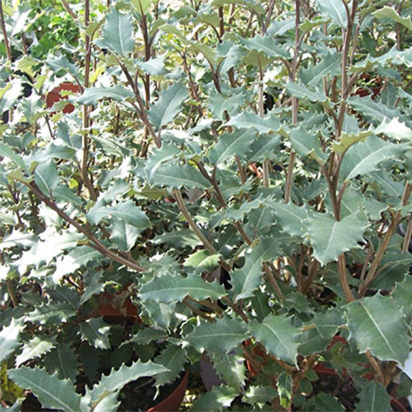 Olearia macrodonta Major (Follaje)