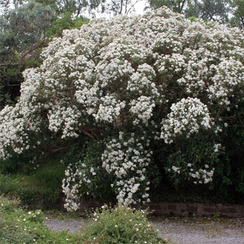 Olearia macrodonta Major (Floración)