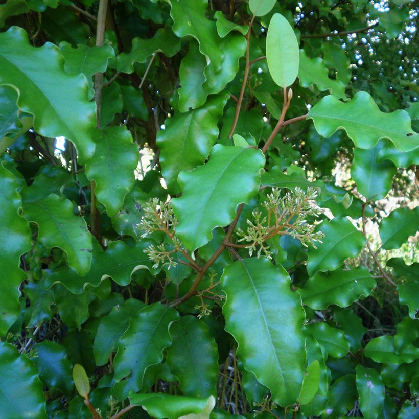 Olearia paniculata (Follaje)