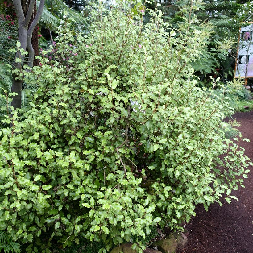 Olearia paniculata (Porte)