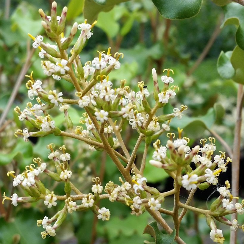 Olearia paniculata (Floración)