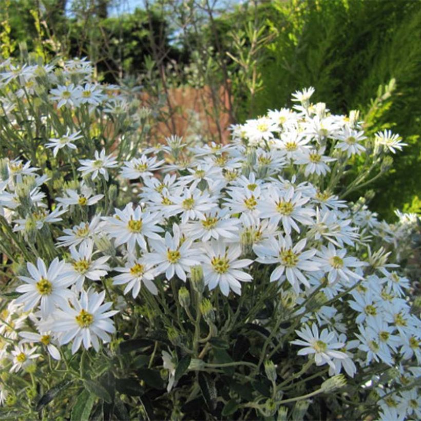 Olearia scilloniensis (Floración)