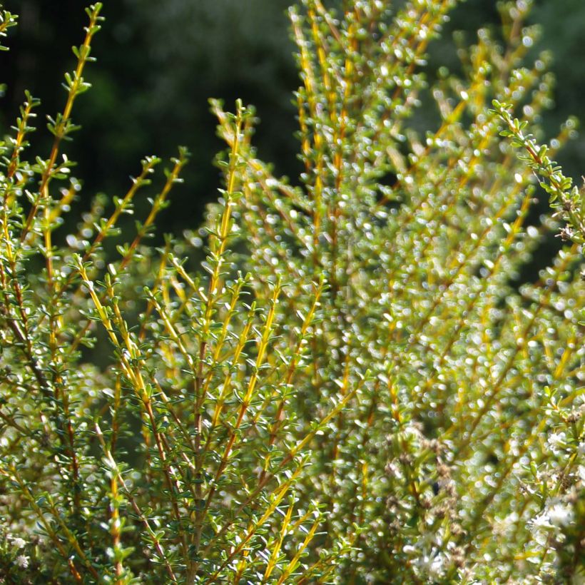 Olearia solandri Aurea (Follaje)