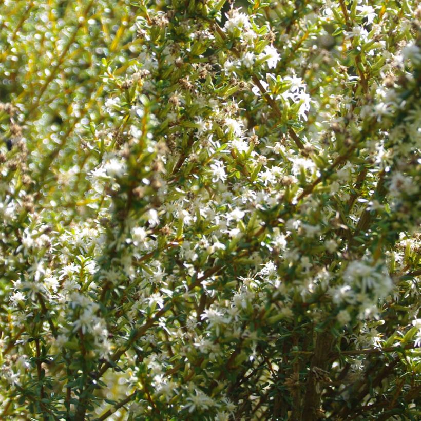 Olearia solandri Aurea (Floración)