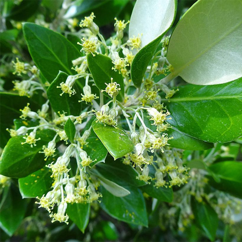 Olearia traversii (Floración)