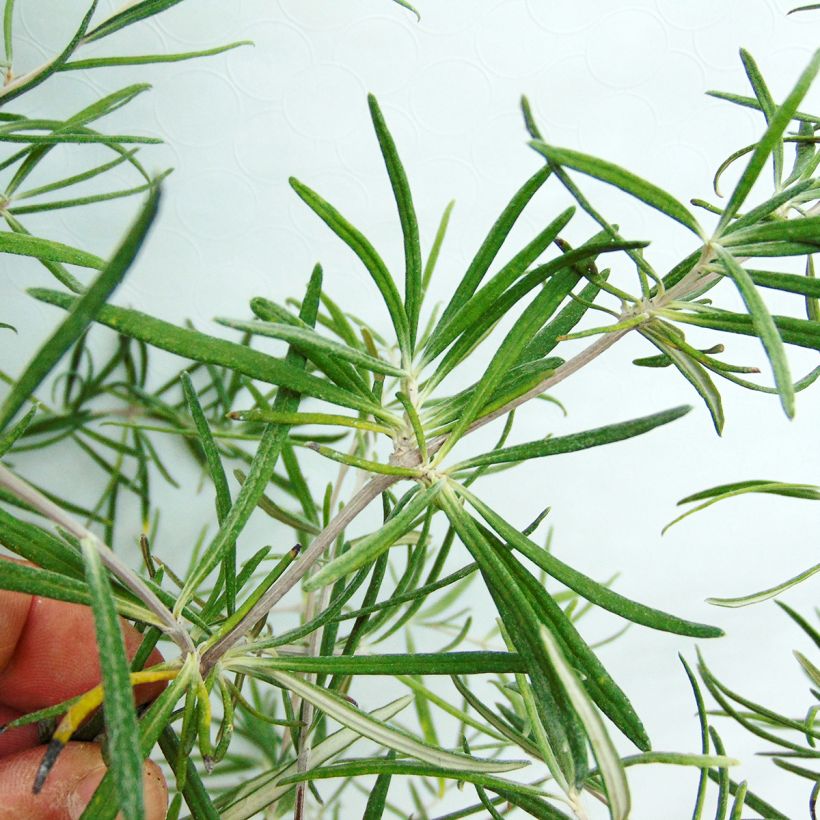 Olearia virgata (Follaje)