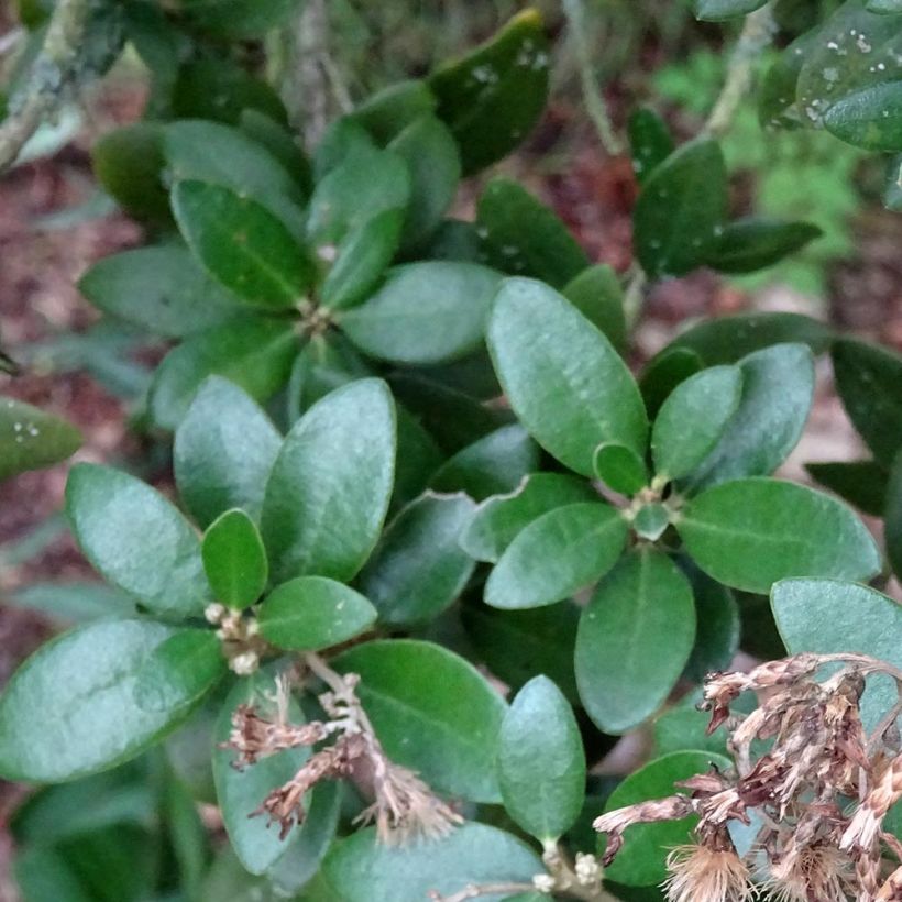 Olearia haastii (Follaje)