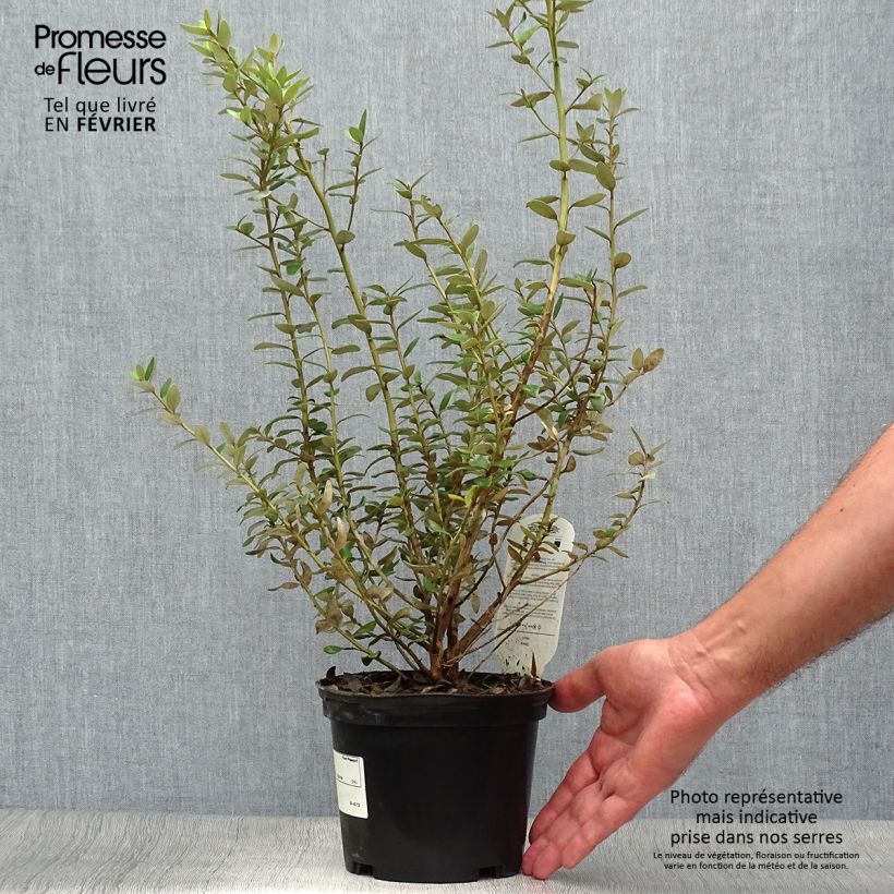 Ejemplar de Olearia (x)  haastii - Aster en arbre Pot de 2L/3L entregado en otoño