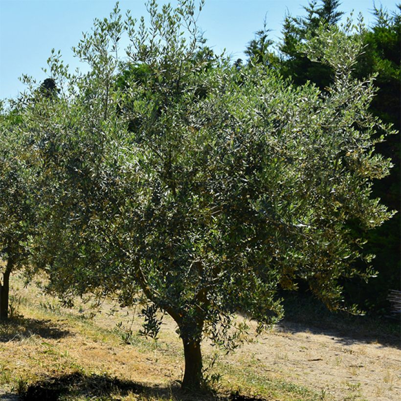 Olivo Bouteillan (Porte)