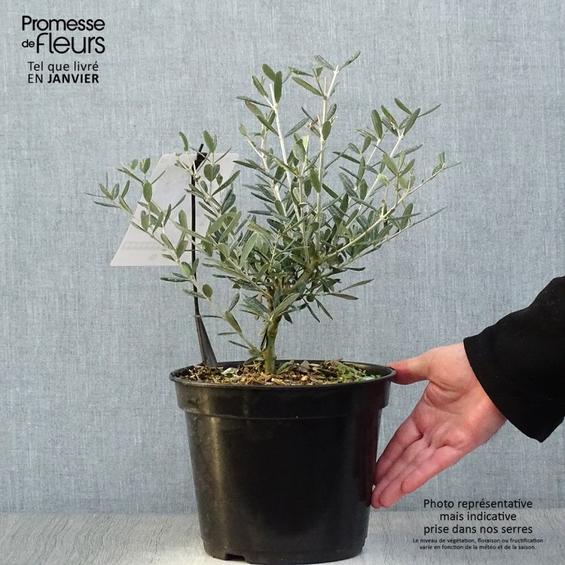 Olivier Lucques - Olea europaea Pot de 3L/4L Ejemplar entregado en invierno