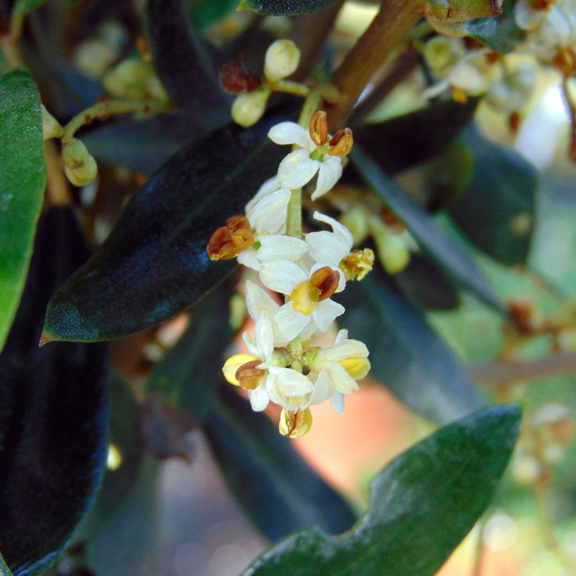 Olivo - Olea europaea (Floración)