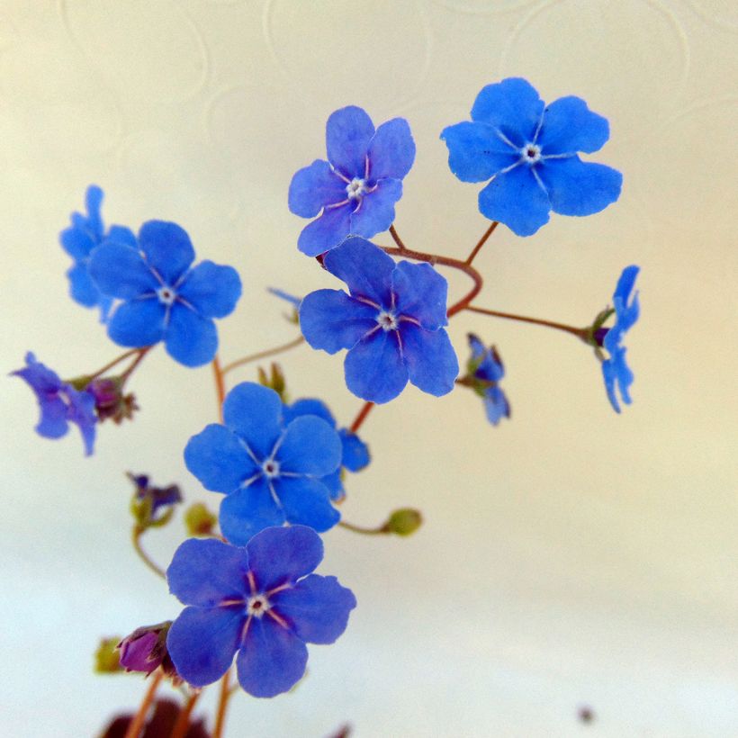 Omphalodes cappadocica Cherry Ingram (Floración)