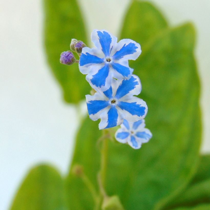 Omphalodes cappadocica Starry Eyes (Floración)