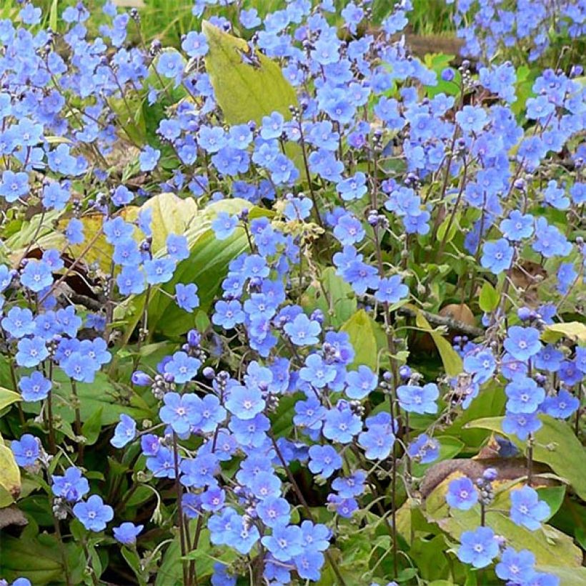 Omphalodes cappadocica (Floración)