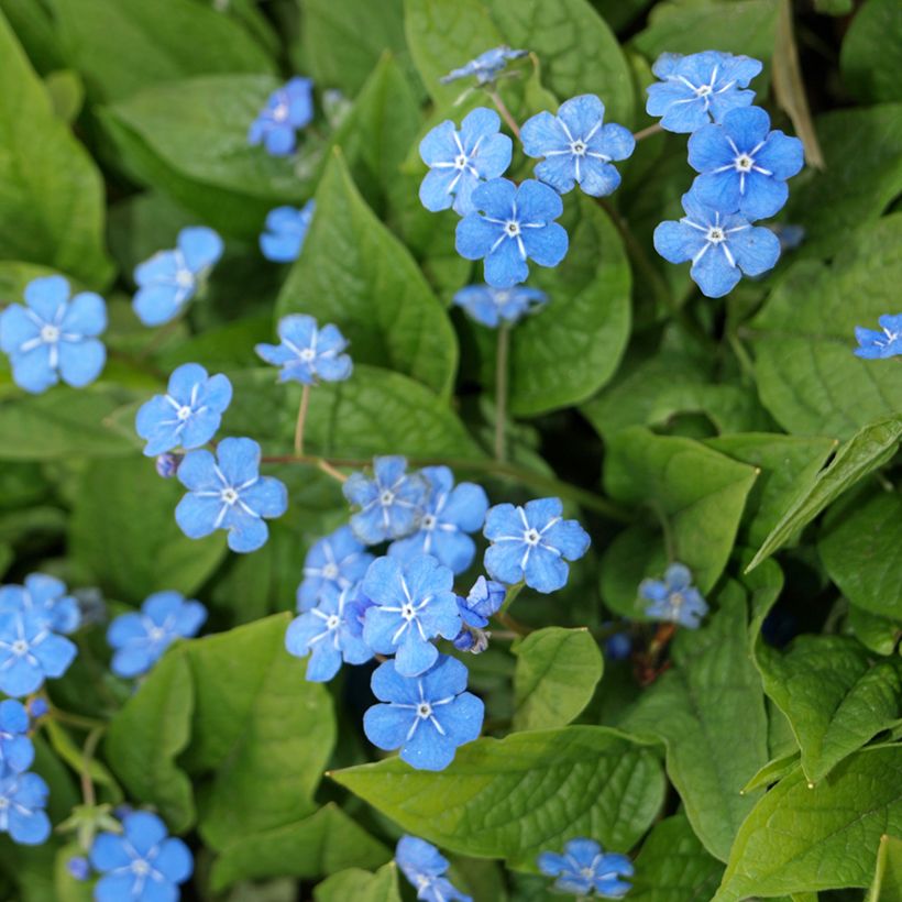 Omphalodes verna (Floración)