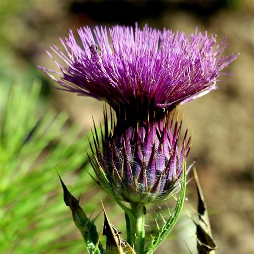 Onopordum nervosum - Cardo gigante (Floración)