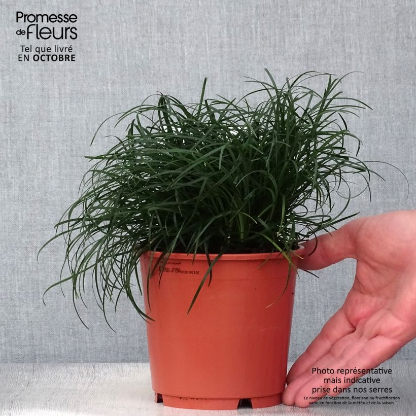 Ejemplar de Ophiopogon chingii - Herbe aux turquoises - pot de 1L/1.5L entregado en otoño