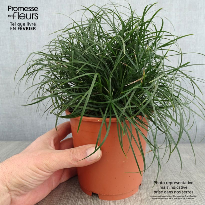 Ophiopogon chingii - Herbe aux turquoises - pot de 1L/1.5L Ejemplar entregado en invierno