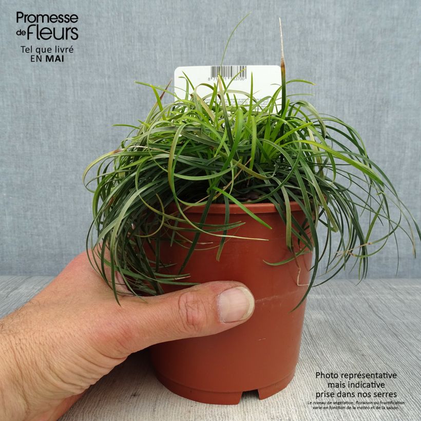 Ophiopogon chingii - Herbe aux turquoises - pot de 1L/1.5L Ejemplar entregado en la primavera