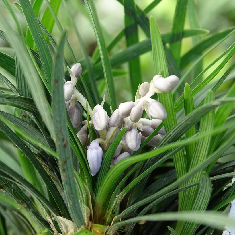 Ophiopogon japonicus - Convalaria (Floración)