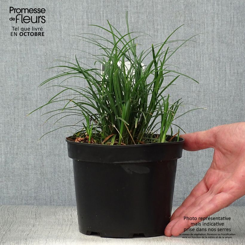 Ejemplar de Ophiopogon japonicus en pot de 2/3 litres entregado en otoño