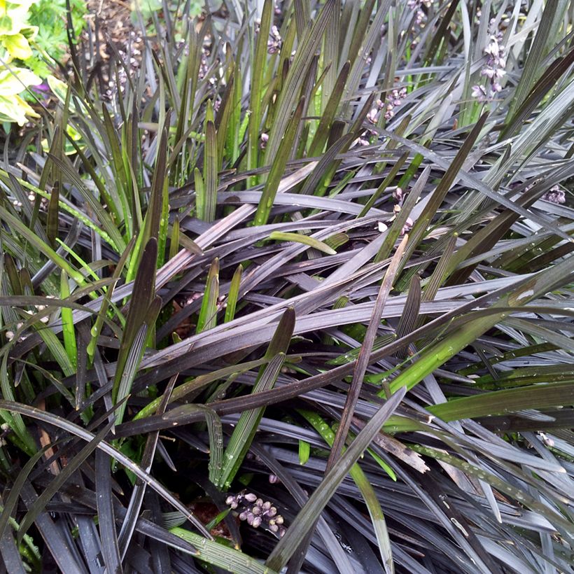 Ophiopogon planiscapus Nigrescens (Follaje)