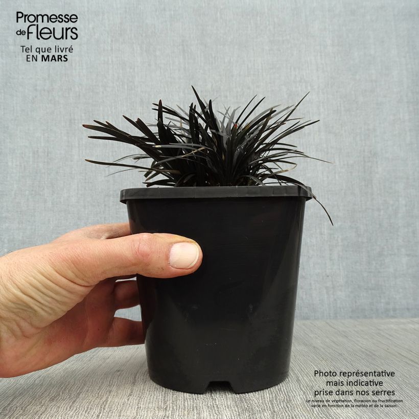 Ophiopogon planiscapus Black Dragon Pot de 1L/1,5L Ejemplar entregado en la primavera