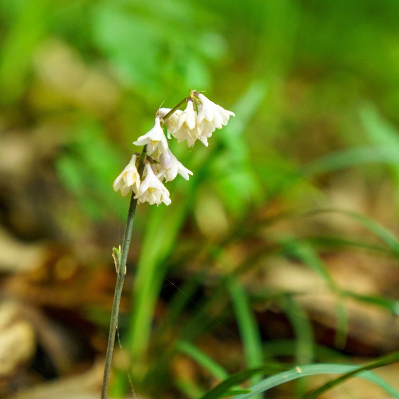 Ophiopogon planiscapus Olivaceus (Floración)