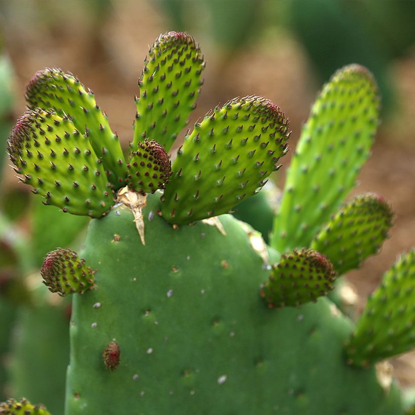 Opuntia engelmannii var. alta (Follaje)