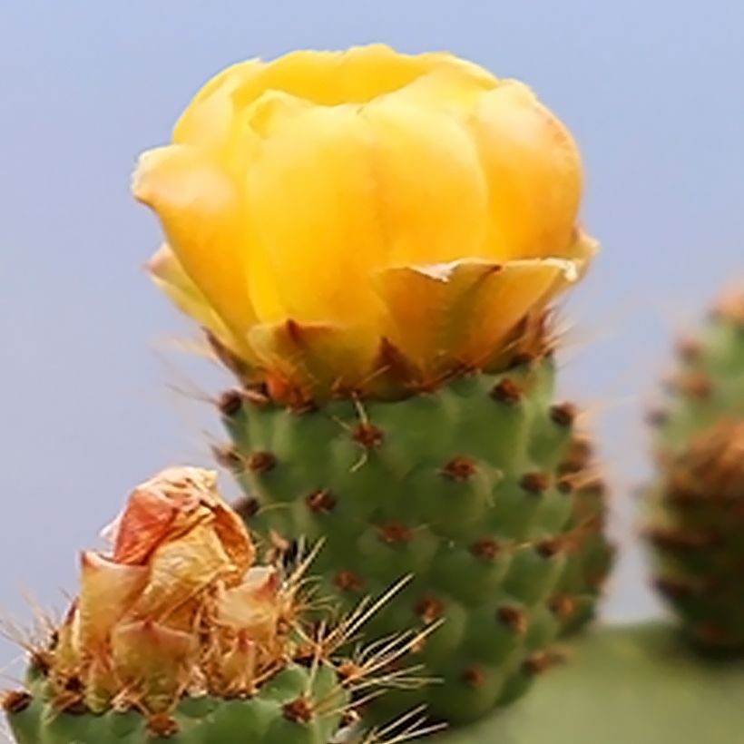 Opuntia engelmannii var. alta (Floración)