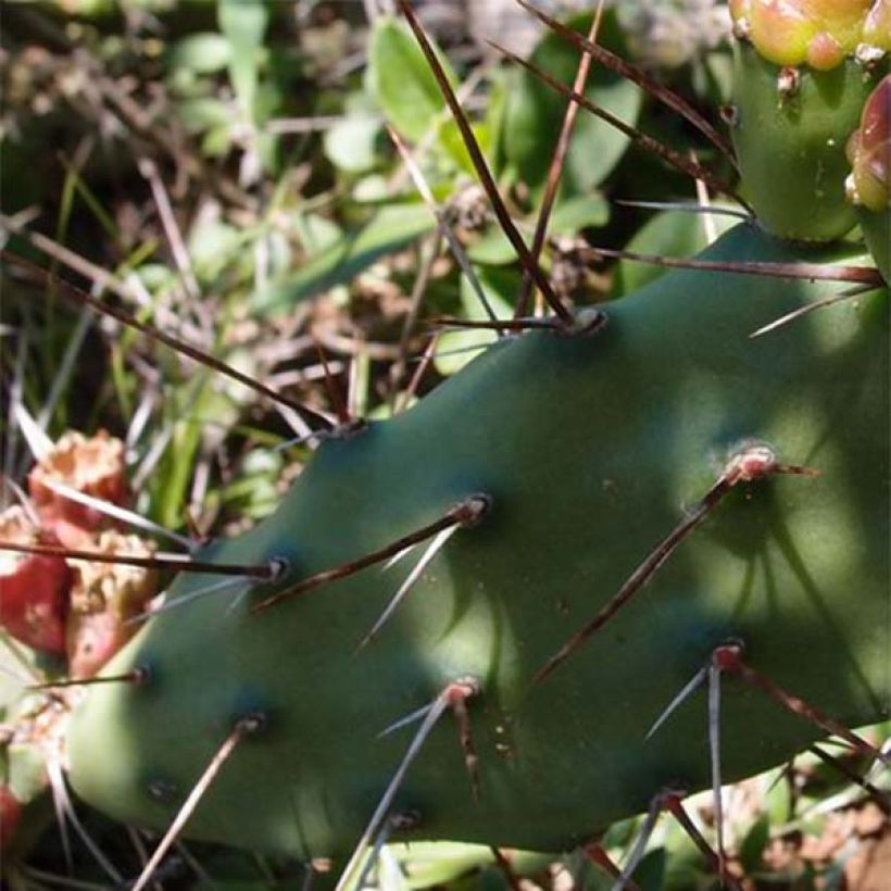 Opuntia anacantha (Follaje)