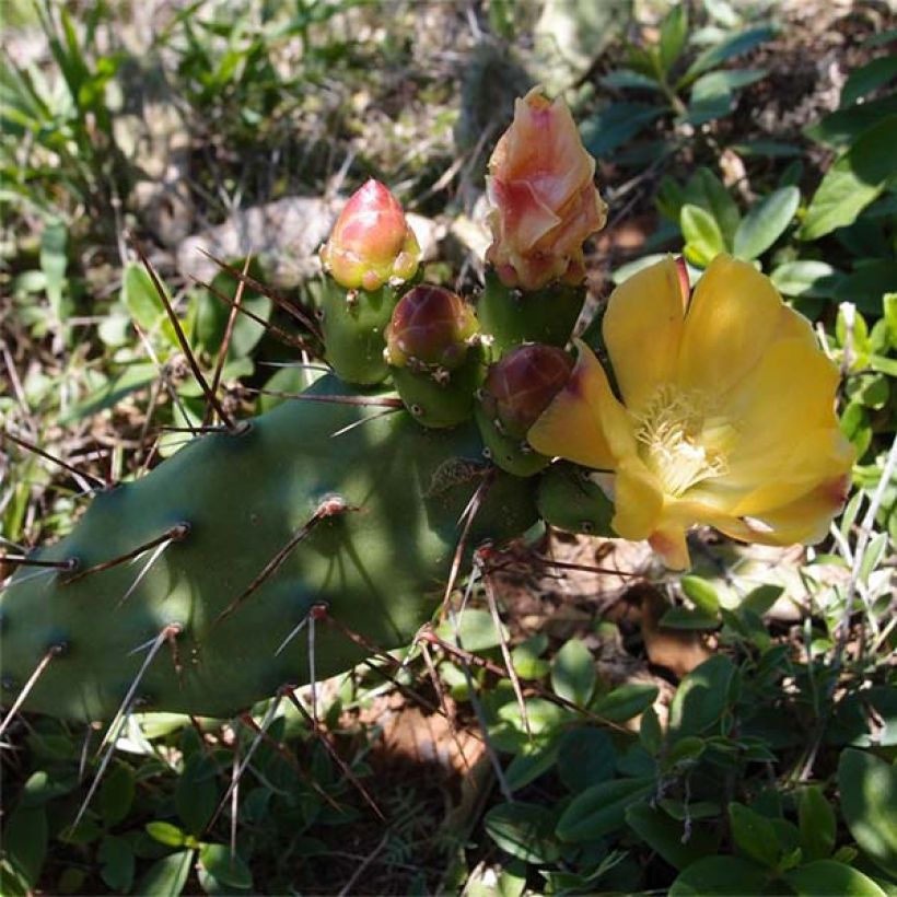 Opuntia anacantha (Floración)