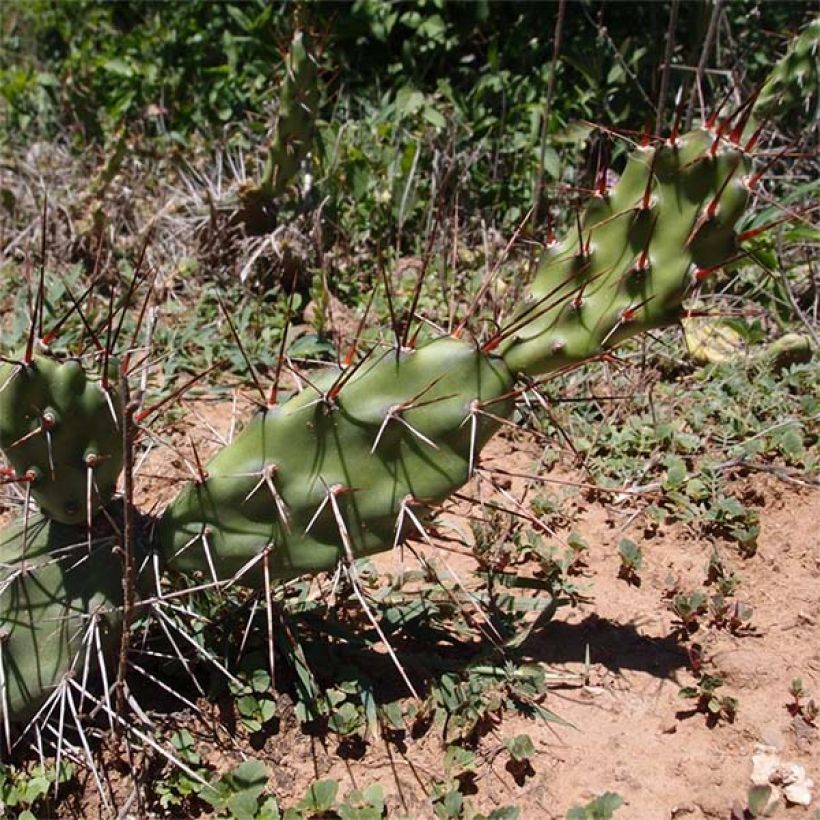 Opuntia anacantha (Porte)