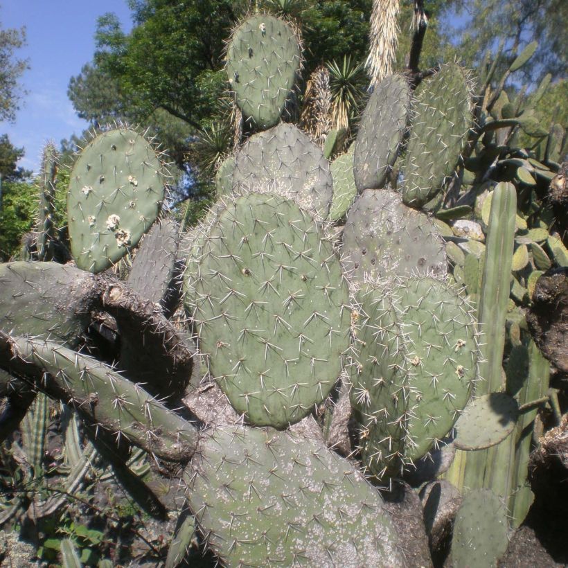 Opuntia atrispina (Follaje)