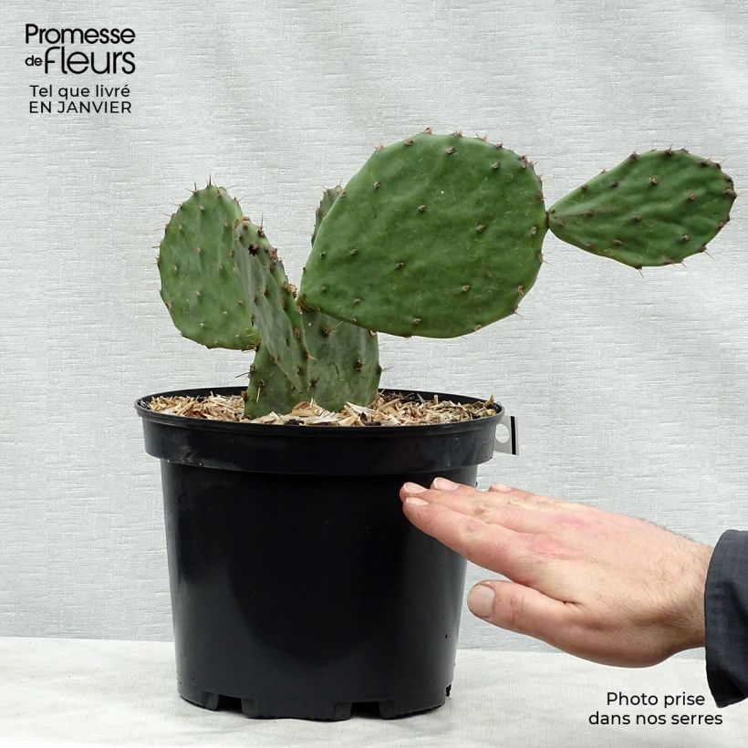 Opuntia atrispina Pot de 4L/5L Ejemplar entregado en invierno