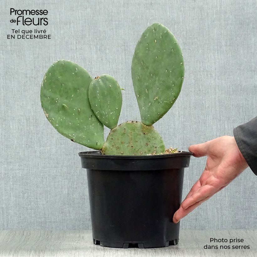 Opuntia cacanapa Ellisiana - Cactus raquette Pot de 4L/5L Ejemplar entregado en invierno