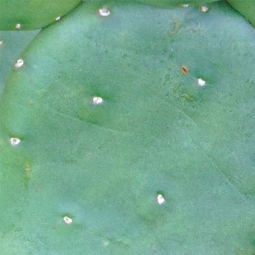 Opuntia compressa Millevaches (Follaje)