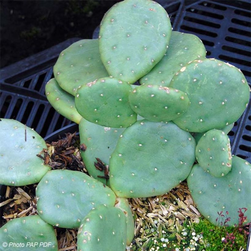 Opuntia compressa Millevaches (Porte)