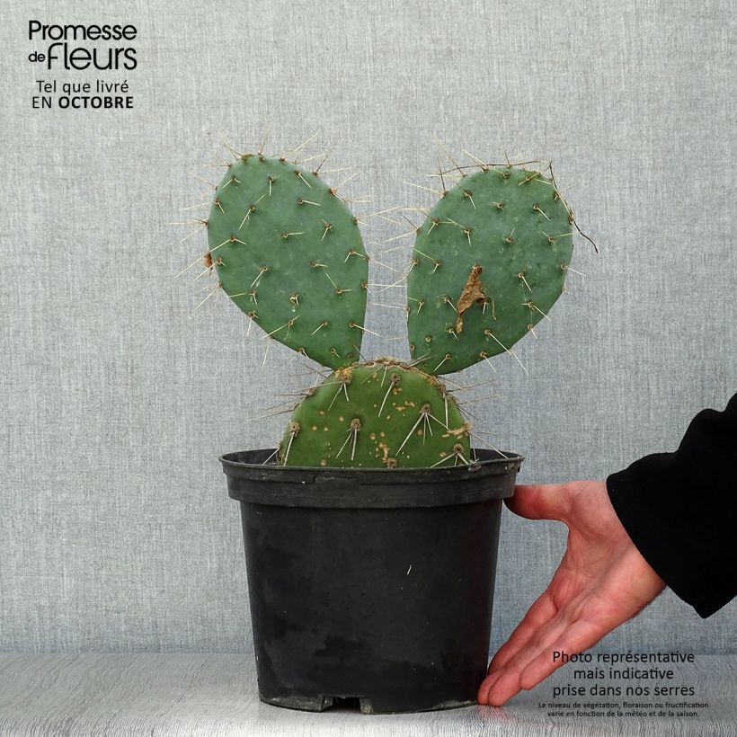 Ejemplar de Opuntia discata - Cactus raquette Pot de 5L entregado en otoño